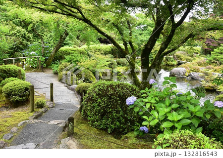 宇治市　三室戸寺庭園散策路と池泉と紫陽花と新緑 132816543