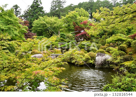 宇治市 三室戸寺庭園の池泉と新緑 宇治市 三室戸寺庭園の池泉と新緑 132816544