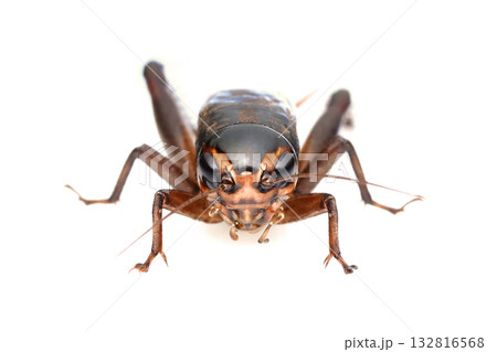 正面からエンマコオロギ(オス) 正面からエンマコオロギ(オス) 132816568