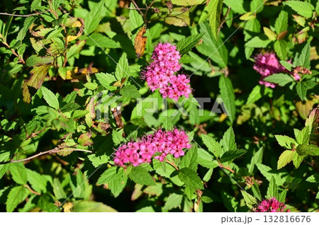 シモツケ（バラ科）の落葉低木 132816676