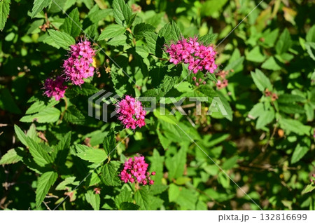 シモツケ（バラ科）の落葉低木 132816699