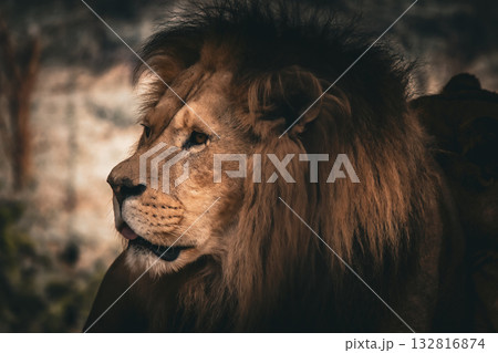 Lion looking into distance, wildlife portrait 132816874