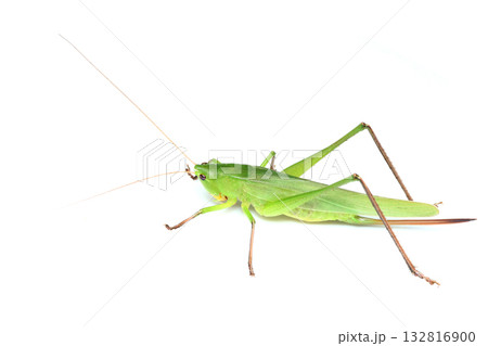 クサキリ(メス) クサキリ(メス) 132816900