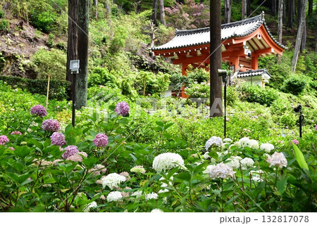 宇治市 三室戸寺庭園の紫陽花と山門と新緑 宇治市 三室戸寺庭園の紫陽花と山門と新緑 132817078