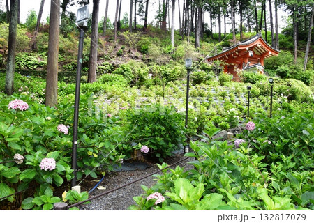 宇治市 三室戸寺庭園の紫陽花と山門と新緑 宇治市 三室戸寺庭園の紫陽花と山門と新緑 132817079