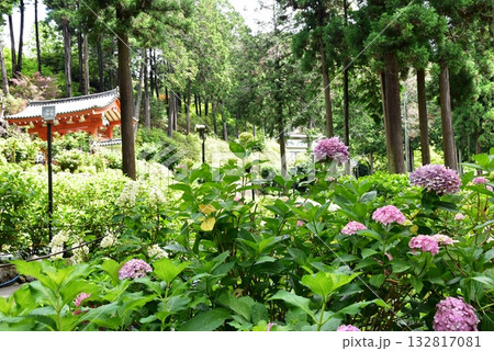 宇治市　三室戸寺庭園の紫陽花と山門と新緑 132817081