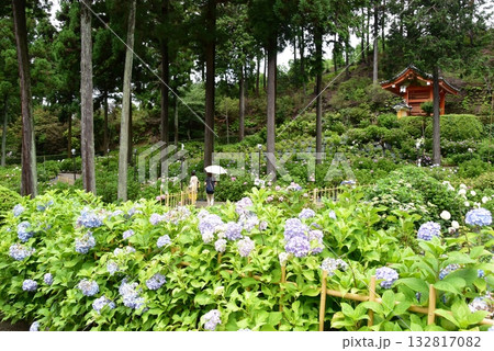 宇治市 三室戸寺庭園散策路と紫陽花と新緑 宇治市 三室戸寺庭園散策路と紫陽花と新緑 132817082