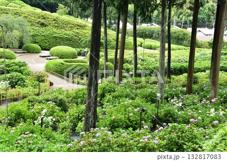 宇治市　三室戸寺庭園散策路と紫陽花と新緑 132817083