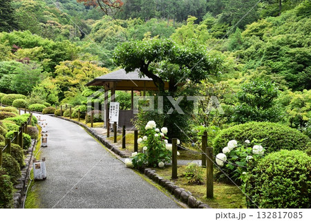 宇治市 三室戸寺庭園散策路と紫陽花と東屋と新緑 宇治市 三室戸寺庭園散策路と紫陽花と東屋と新緑 132817085