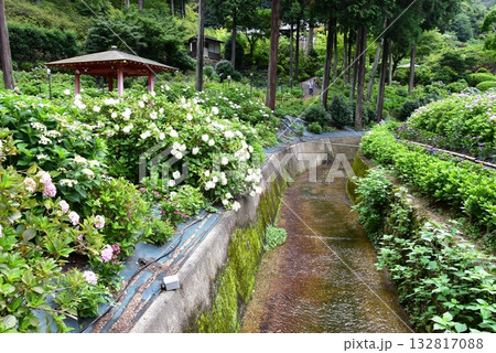 宇治市 三室戸寺庭園の紫陽花と新緑 宇治市 三室戸寺庭園の紫陽花と新緑 132817088