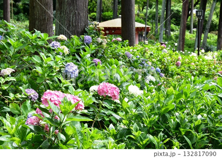 宇治市 三室戸寺庭園の紫陽花と新緑 宇治市 三室戸寺庭園の紫陽花と新緑 132817090
