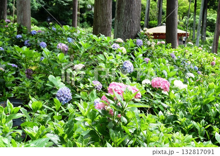 宇治市 三室戸寺庭園の紫陽花と新緑 宇治市 三室戸寺庭園の紫陽花と新緑 132817091