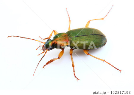 アオゴミムシ（オス） 132817198