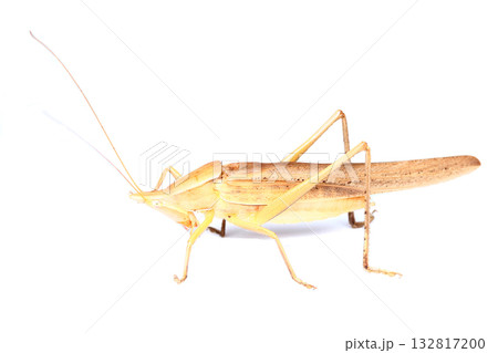 褐色型のクビキリギス（オス） 132817200