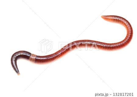 ヘンイセイミミズ 132817201