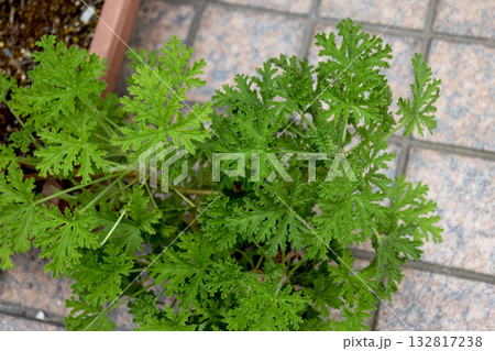 ローズゼラニウムの葉 ローズゼラニウムの葉 132817238