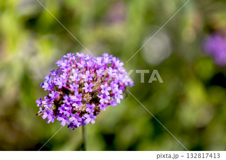 ヤナギハナガサの花 132817413