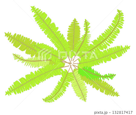 タマシダの葉 132817417