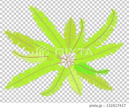 タマシダの葉 132817417