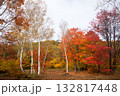群馬県みなかみ町のどうぞの森の紅葉2025その3 132817448