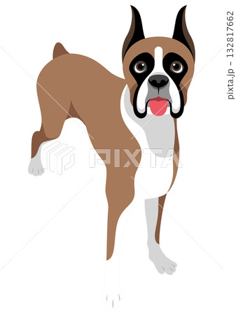 ボクサー犬 132817662