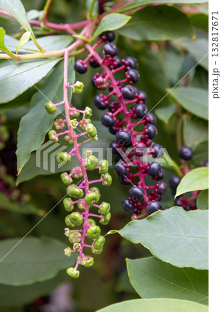 ヨウシュヤマゴボウ ヨウシュヤマゴボウ 132817671