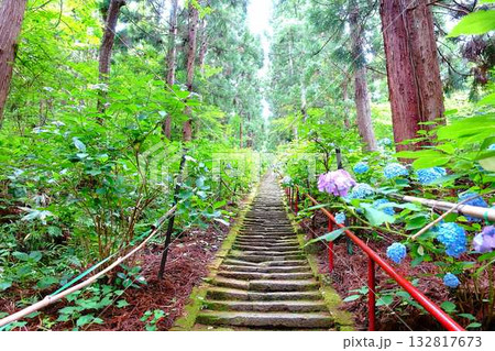 満開のアジサイ　紫陽花　あじさい　出塩文殊堂　山形市 132817673