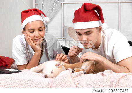 young couple wearing Santa hats interacts with Shiba Inu puppy on cozy bed. scene captures festive Christmas atmosphere 132817882