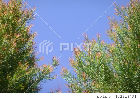 Melaleuca bracteata macro leaves small world 132818431