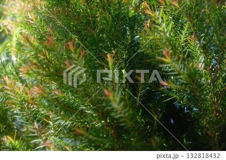 Melaleuca bracteata macro leaves small world 132818432