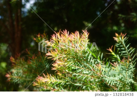 Melaleuca bracteata macro leaves small world 132818438