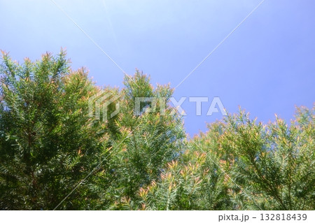 Melaleuca bracteata macro leaves small world 132818439