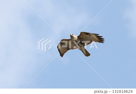 飛翔するオガサワラノスリ 132818629
