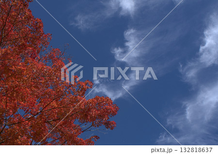 紅葉と青空の美しい秋の風景 132818637