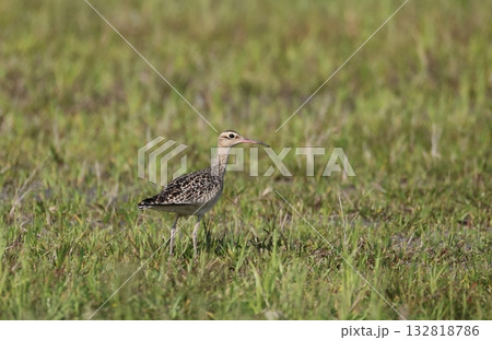 草地に佇むコシャクシギ 草地に佇むコシャクシギ 132818786