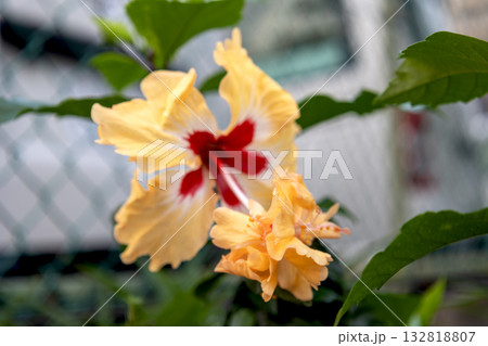 黄色と赤色のハイビスカスの花「レモンフラミンゴ」 132818807