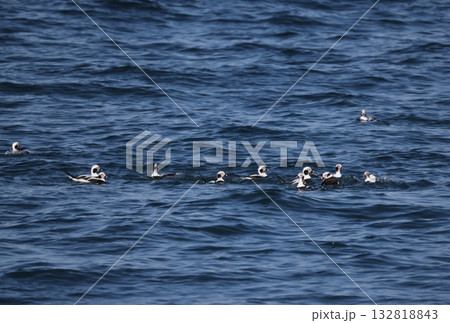 海上に群れるコオリガモ 海上に群れるコオリガモ 132818843