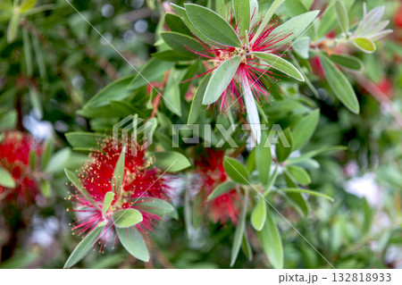 ブラシノキ（金宝樹）の赤い花 132818933