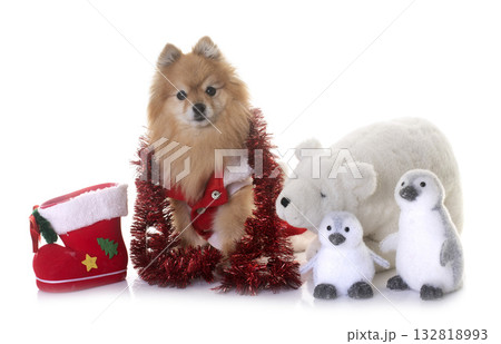 pomeranian in studio pomeranian in studio 132818993