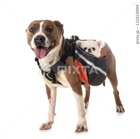 american staffordshire terrier, chihuahua and bag 132818994