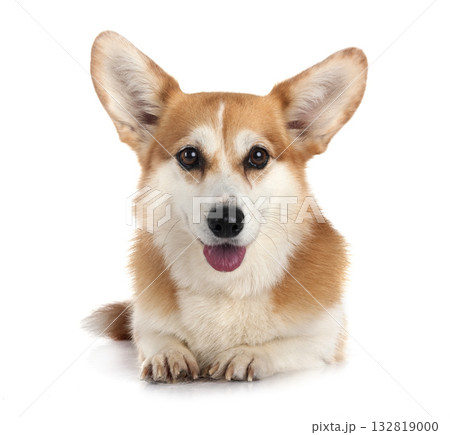 Pembroke Welsh Corgi Pembroke Welsh Corgi 132819000