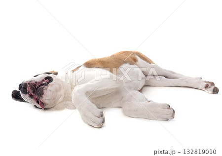 saint bernard in studio saint bernard in studio 132819010