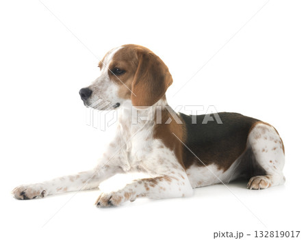 young beagle in studio 132819017
