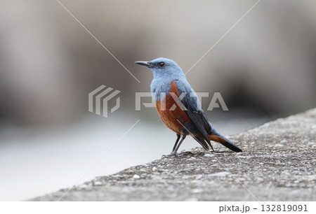 堤防に止まるイソヒヨドリのオス 132819091