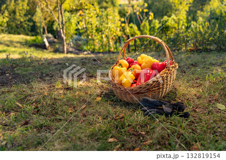 Freshly harvested red and yellow bell peppers Freshly harvested red and yellow bell peppers 132819154