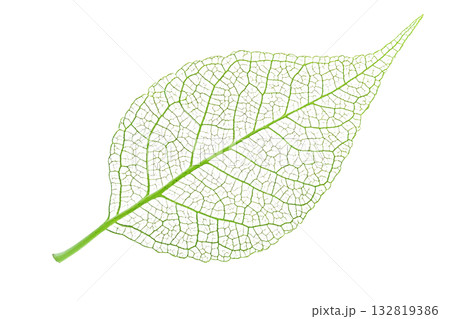 A detailed green leaf showcasing intricate veining and a slender stem. A detailed green leaf showcasing intricate veining and a slender stem. 132819386