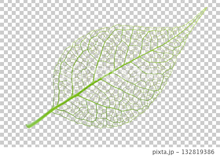 A detailed green leaf showcasing intricate veining and a slender stem. A detailed green leaf showcasing intricate veining and a slender stem. 132819386