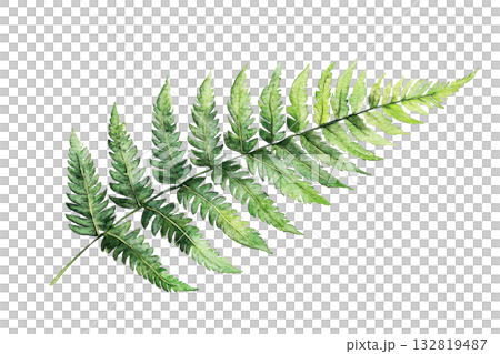 A lush green fern leaf showcasing intricate patterns and a natural, vibrant appearance. 132819487