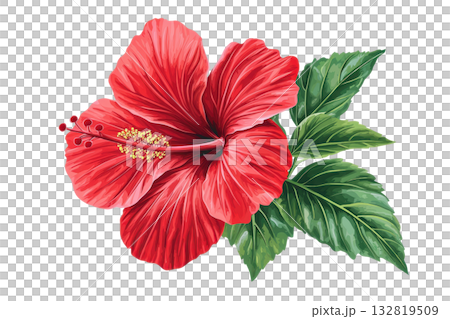 A vibrant red hibiscus flower accompanied by lush green leaves. 132819509