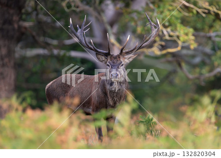 Majestic red deer stag standing among green ferns in a forest 132820304